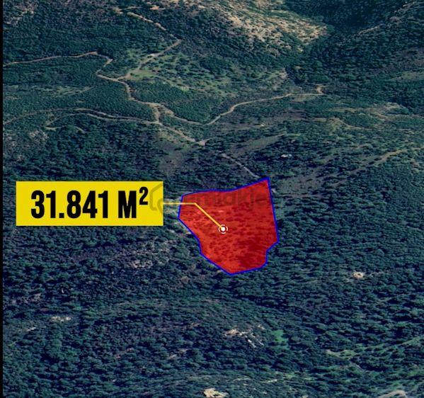 Bodrum Konacık’ta Pedasa Antik Kentine Yakın Zeytinlik 4