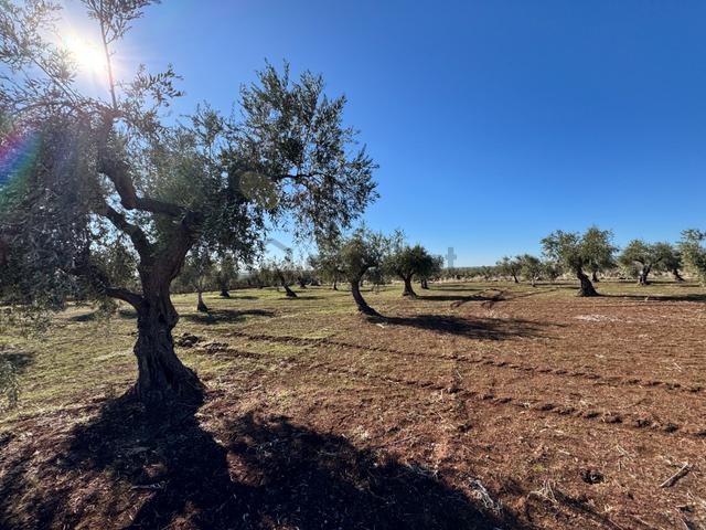Babil Emlaktan Satlık Yavuzluda 3374 M2 Yol Üzeri Zeytinlik 3