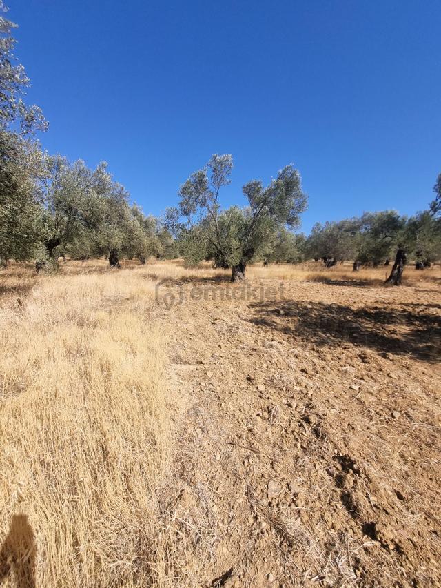 Premar Ayvada'dan Gömeç Karaağaç Mahallesinde Zeytinlik 3
