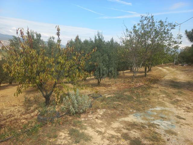Geyve Umurbey Köyünde 6970 M² Arsa 60m² Bina Bulunan 120 Metrekare Yapı Denetimi Olan Arsa Satılık 5