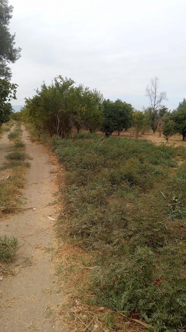 Fırsat Nazilli Hamzalı Köyü Satılık 3200 M2 Portakal Bahçesi 4