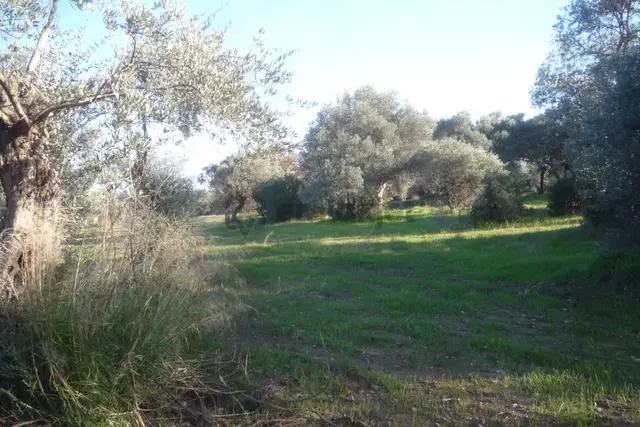 İzmir Torbalı Gold Emlaktan Satılık Zeytin Bahçesi 1