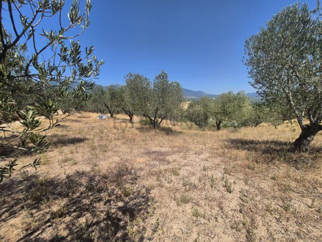 Golden Globy, Çamcı-yaşyer Arası 1395 M2 Düz Zeytinlik 5
