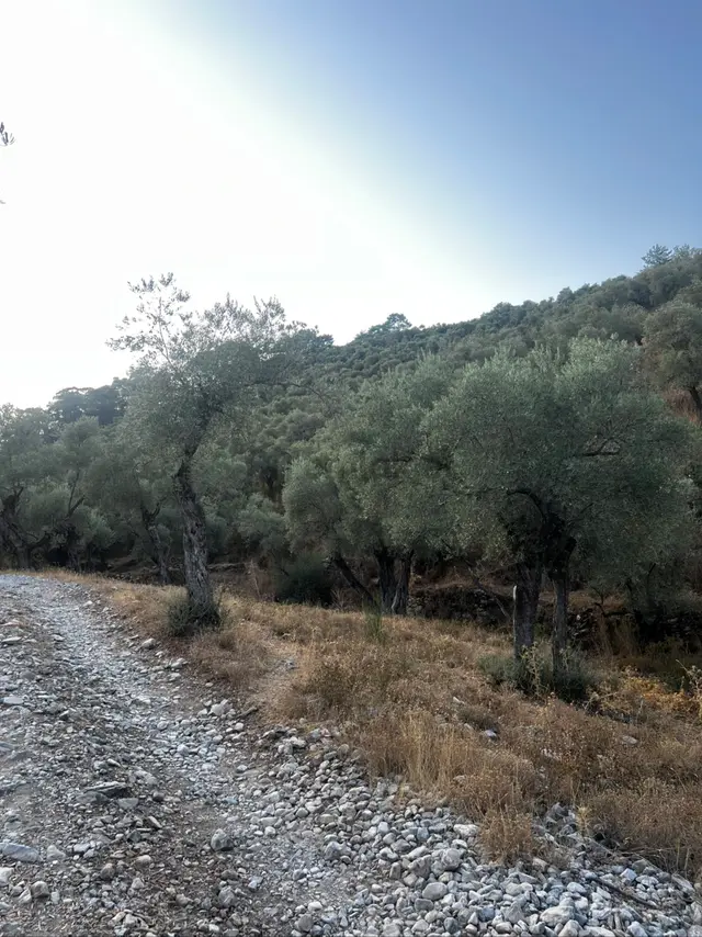 Acil Satılık 5