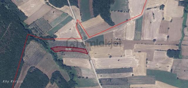 Çanakkale Biga Kepekli 3.840 M2 Satılık Verimli Zeytinlik 5