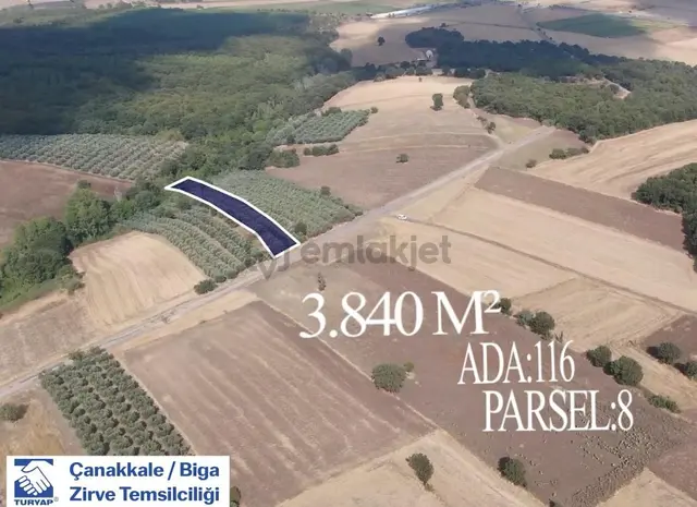 Çanakkale Biga Kepekli 3.840 M2 Satılık Verimli Zeytinlik 1