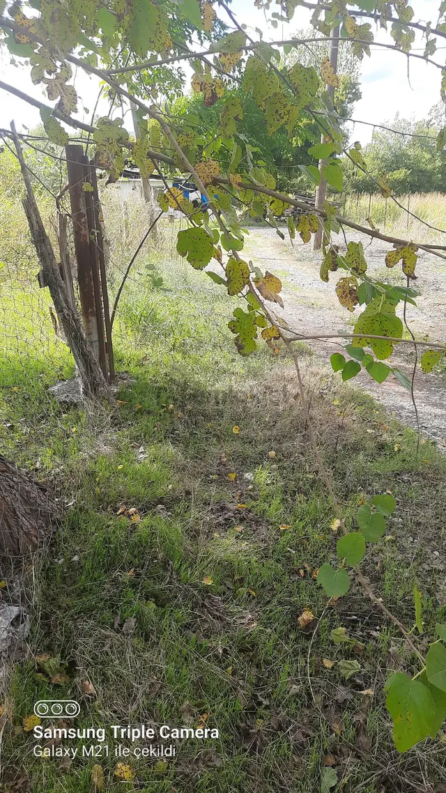 Fevziyede Satılık Rızai Taksimli 2510 M2 Yer.videosu Mevcut 1