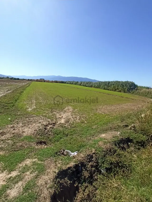 Aydın Nazilli Çapahasan Mahallesinde Satılık Yonca Tarlası 4
