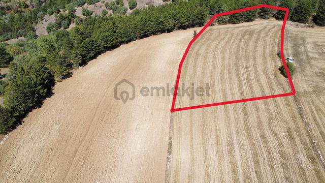 Çorum Merkez Turgut Köyünde Satılık Tarla 5