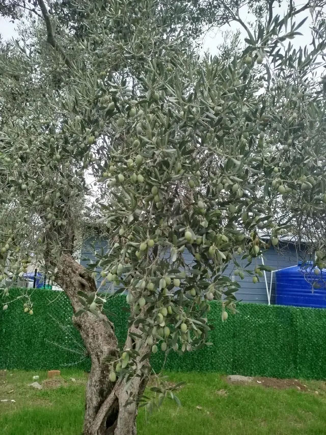 Satılık Arsa 5