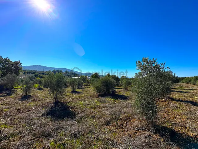 Torbalı Ormanköy'de 7297m2 Müstakil Tapulu Bakımlı Zeytinlik 3