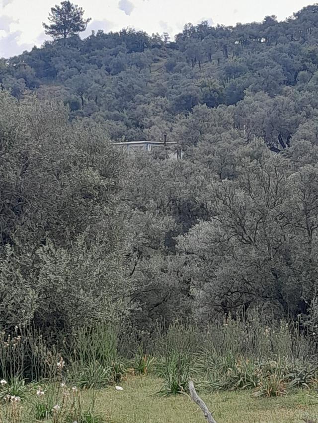Muğla Milas Pınarcık Köyünde Satılık Zeytinlik 4