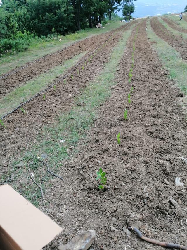 Geyve Doğantepede Mah. Satılık Tarla 4