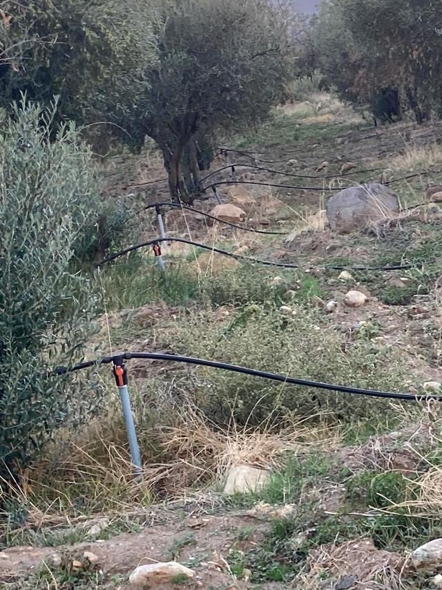 Acil Satılık ! ! ! Takasa Açık Sulu Zeytin Bahçesi 5.141 M2 5
