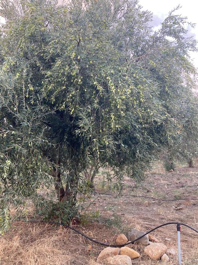Acil Satılık ! ! ! Takasa Açık Sulu Zeytin Bahçesi 5.141 M2 4