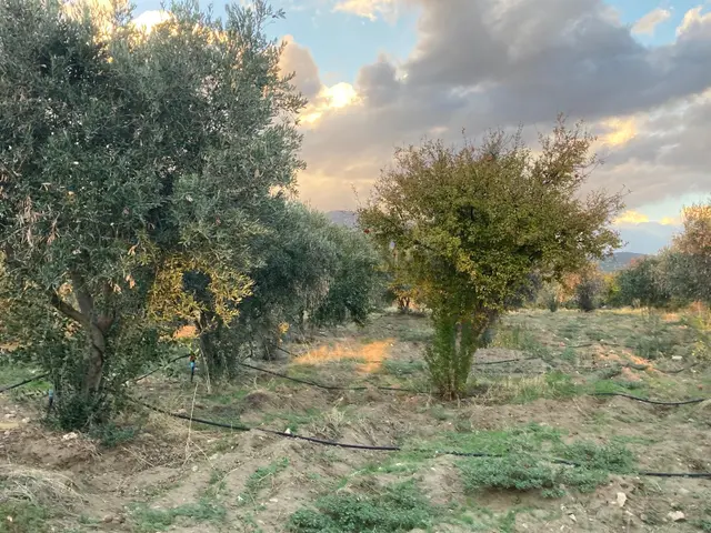 Acil Satılık ! ! ! Takasa Açık Sulu Zeytin Bahçesi 5.141 M2 3