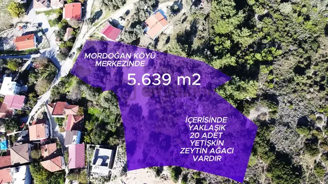 Mordoğan Köyünün Merkezinde 5.639 M2 Zeytin Ağaçlı Satılık Tarla 1