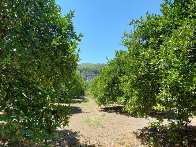 Muğla, Ortaca, Okçular Da, 1015 M2, Müstakil Tapulu Arsa Satılık. 5