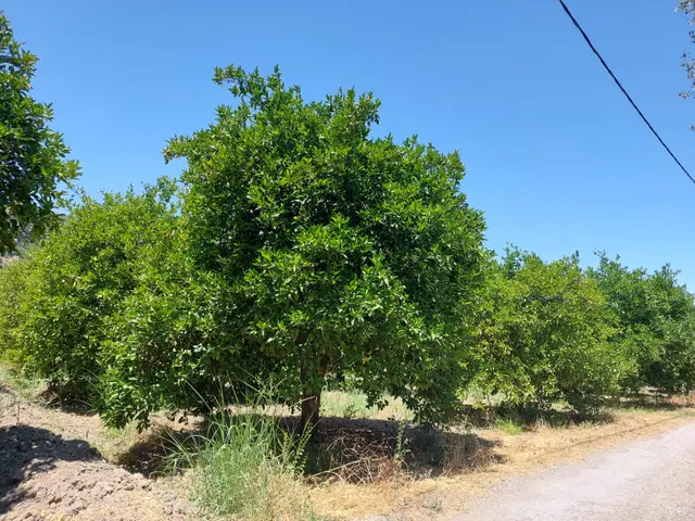 Muğla, Ortaca, Okçular Da, 1015 M2, Müstakil Tapulu Arsa Satılık. 4