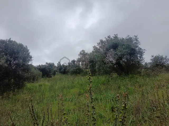 Acarlar Emlaktan Sultanhisar Yağdere'de 2 Adet Toplam 2950 M2 Satılık Zeytinlik 3