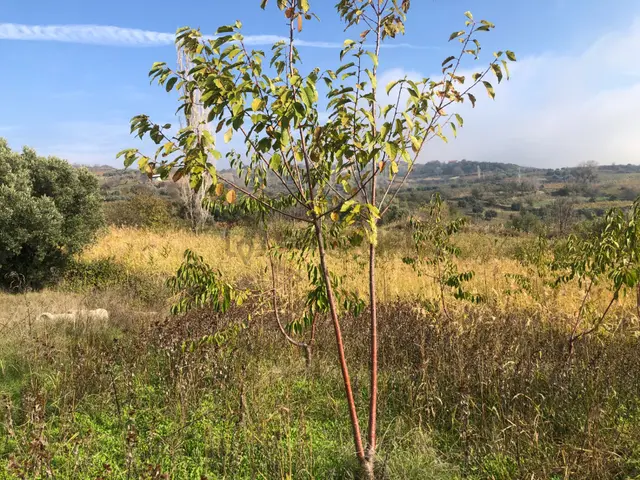 Şarköy De Işık Emlaktan Çınarlı Mah De 2400 M2 Kirazlık. 3
