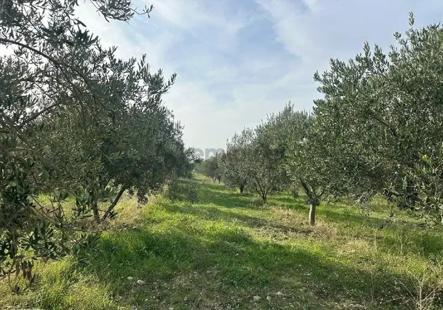 Manisa Turgutlu,da 13780 M2 Sanayi İmarına Bitişik Arazi 4