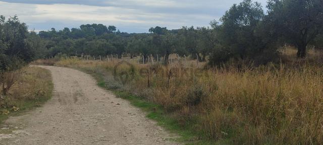 🌿 Ayvalık Gazikemalpaşa’da Yol Önü Zeytinlik – 7.023 M²
