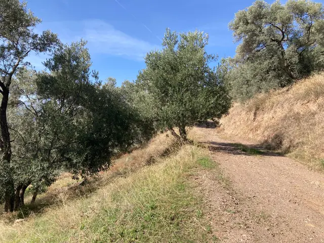 Verimli Uygun Fiyatlı Zeytinlik 7,648 M2 3