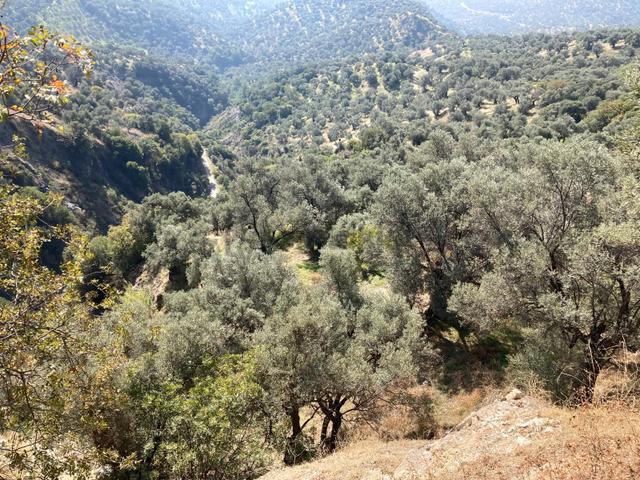 Verimli Uygun Fiyatlı Zeytinlik 7,648 M2 5