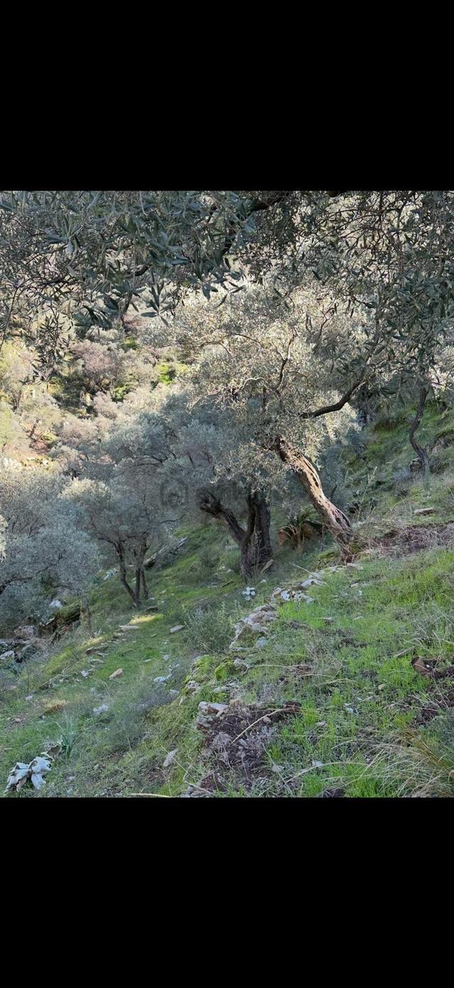 Muğla Milas Da 5 800 M2 Tek Tapu Müstakil Parsel Arazi Satılık 5