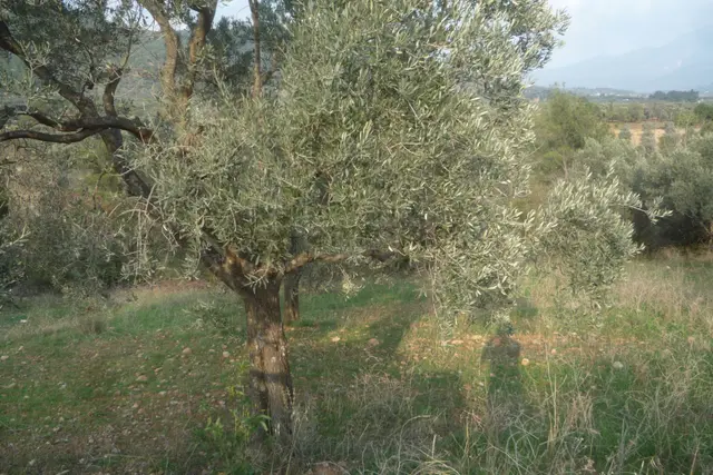İzmir Torbalı Gold Emlaktan Satılık Zeytin Bahçesi 3