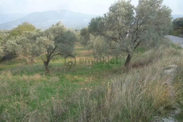 İzmir Torbalı Gold Emlaktan Satılık Zeytin Bahçesi 4