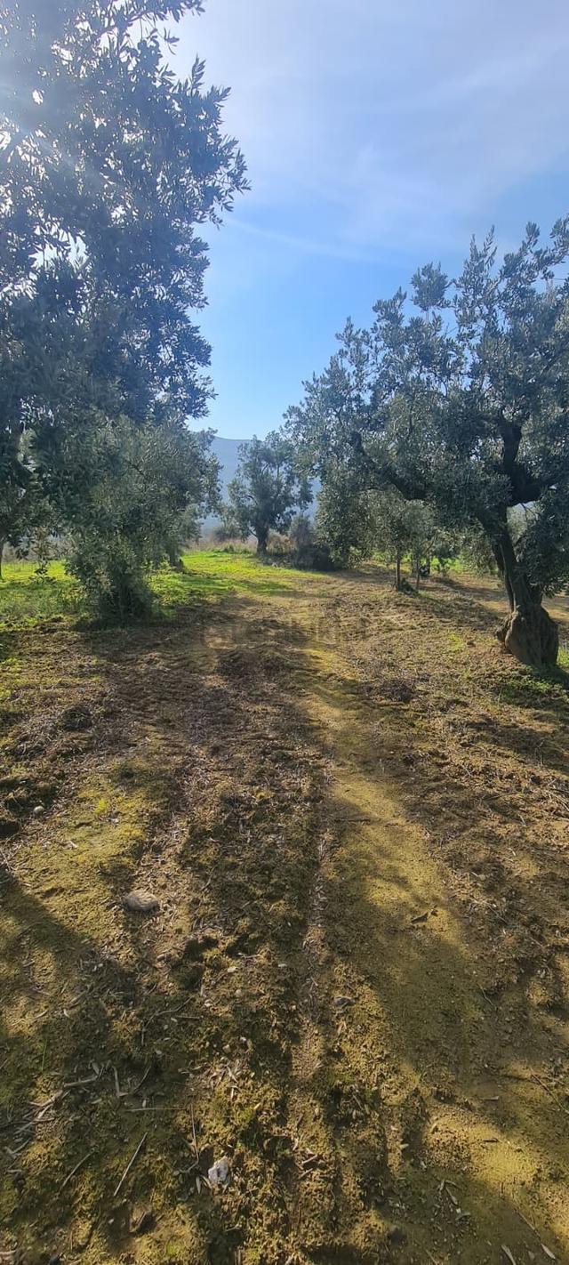 C21 Cius; Gemlik Cihatlı'da Konum Avantajlı Zeytinlik 4