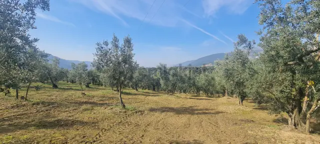 C21 Cius; Gemlik Cihatlı'da Konum Avantajlı Zeytinlik 3
