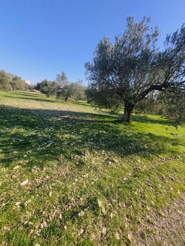 Premar Ayvada'dan Gömeç Karaağaç Sahil'de Villa İmarlı 300 M2 4