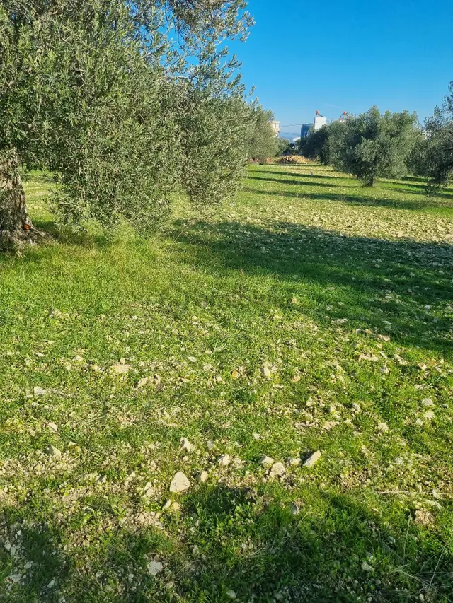 Premar Ayvada'dan Gömeç Karaağaç Sahil'de Villa İmarlı 300 M2 3