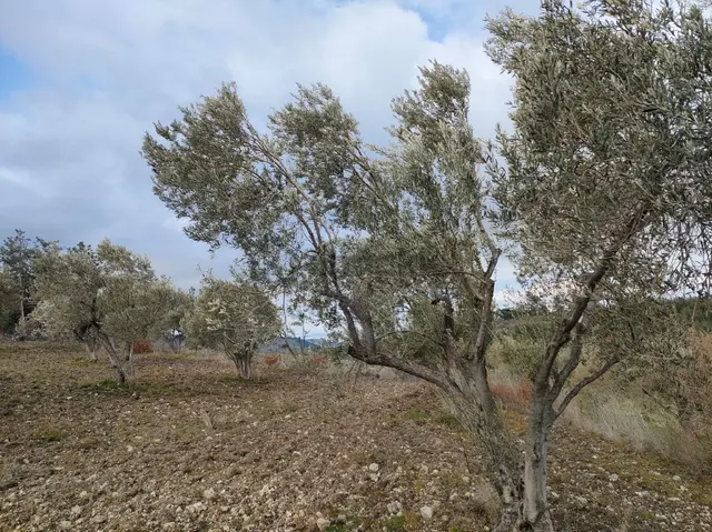 Maruflar Mah Satılık Zeytinlik 4