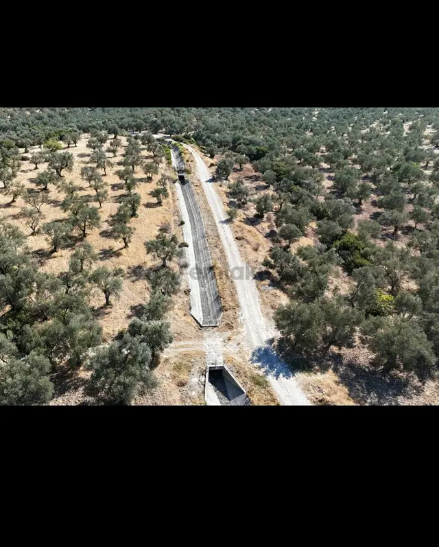 Sahibinden Ayvalık Gazikemalpaşada Sahibinden Satılık Zeytinlik 3