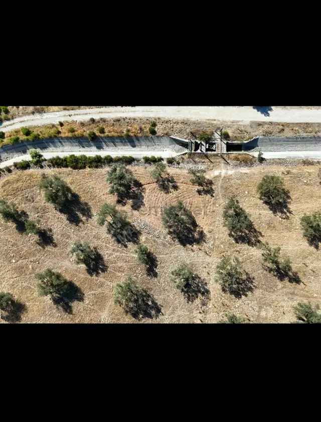 Sahibinden Ayvalık Gazikemalpaşada Sahibinden Satılık Zeytinlik 2