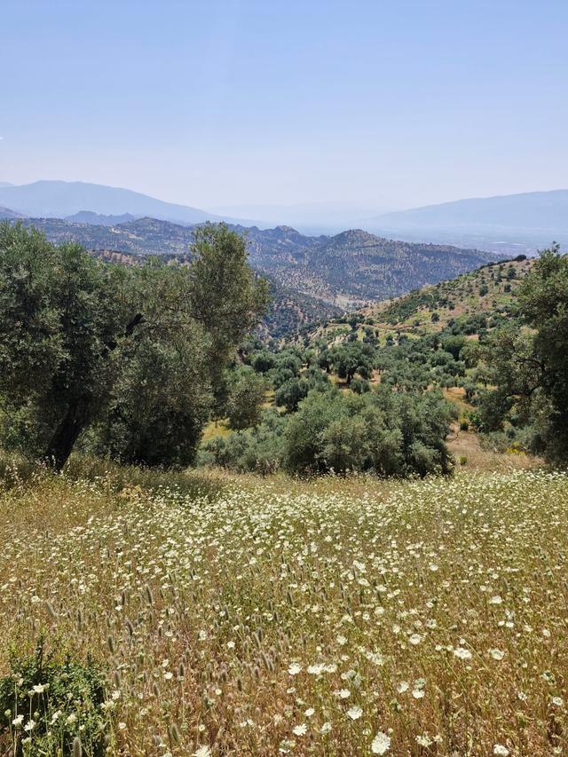 Satılık Zeytinlik Yaylapınar 5