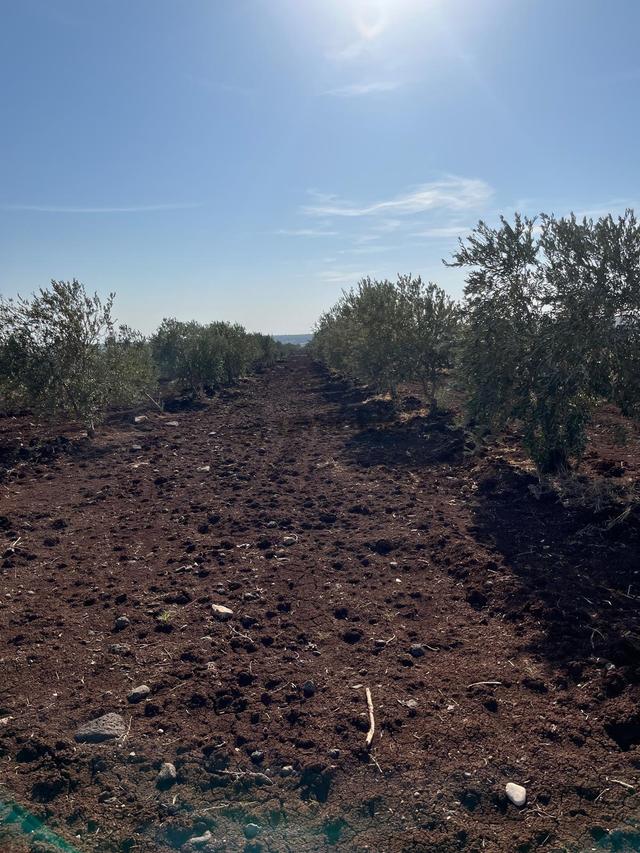 Babil Emlaktan Satlık Bozcayazı'da Asfalt Yola Cepheli Verimli Zeytinlik 2