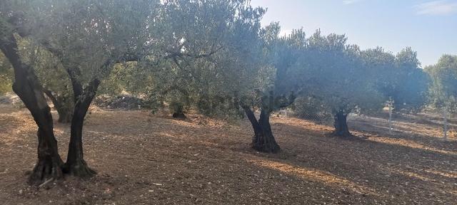 Foça Gerenköy Müstakil Tapulu Kendi Yolu Olan Zeytinlik 4