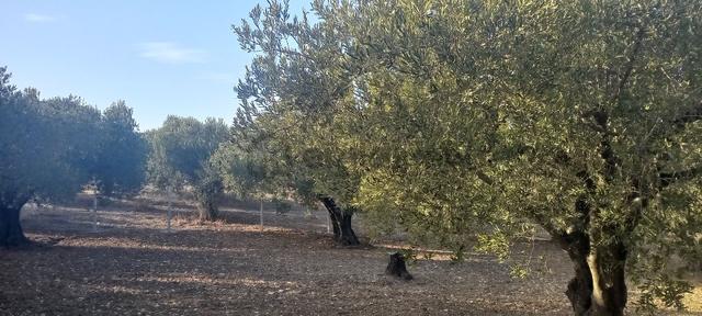 Foça Gerenköy Müstakil Tapulu Kendi Yolu Olan Zeytinlik 3