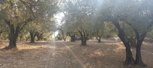 Foça Gerenköy Müstakil Tapulu Kendi Yolu Olan Zeytinlik 5