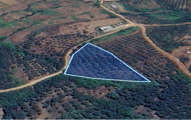 Balıkesir Bandırma Sunullah Mah. 3.283 M2 Satılık Zeytinlik Yatırımlık 4