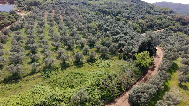 Balıkesir Bandırma Sunullah Mah. 3.283 M2 Satılık Zeytinlik Yatırımlık 3