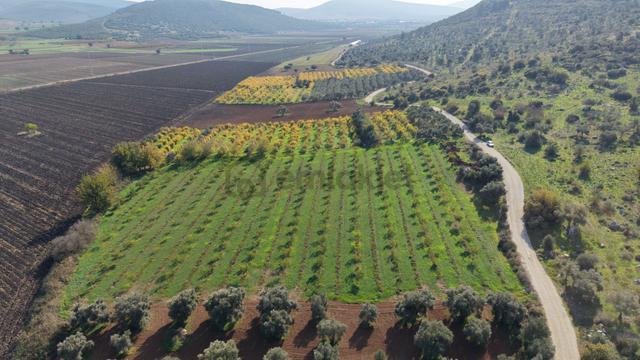 İzmir Çakaltepede 10.540 M2 Tektapu Asfalt Cephe 200 Zeytin 200 Ceviz Ağaçlı Yatırımlık Arazi 4