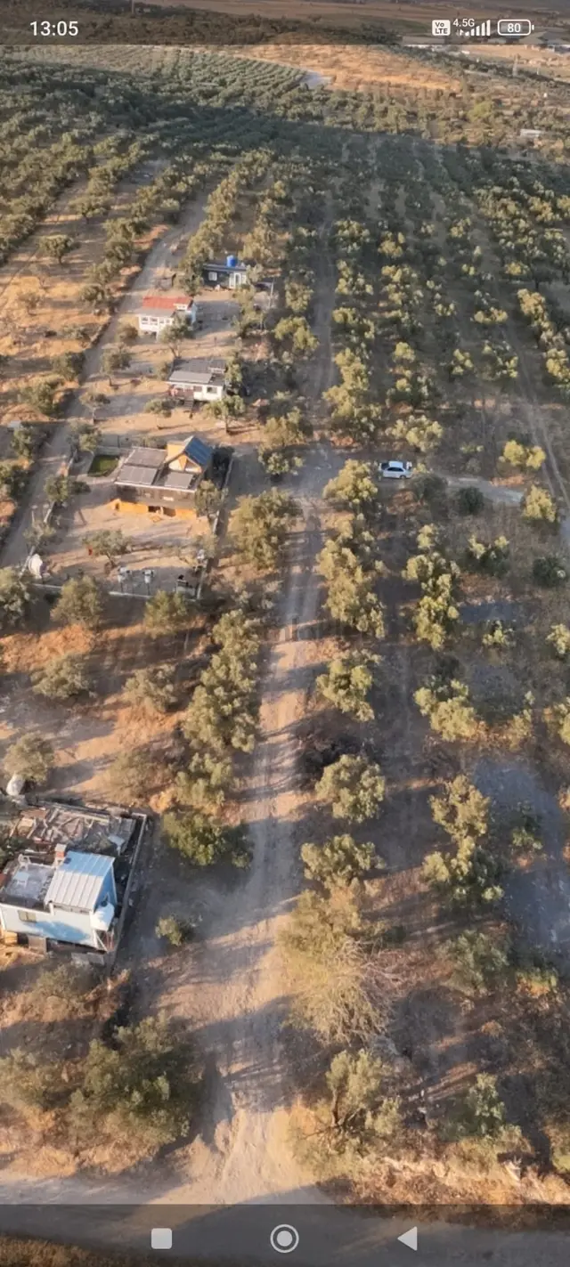 Gerenköyde Kadast. Yola Cepheli 70-80 Ağaçlı Satılık Zeytinli Tarla 3