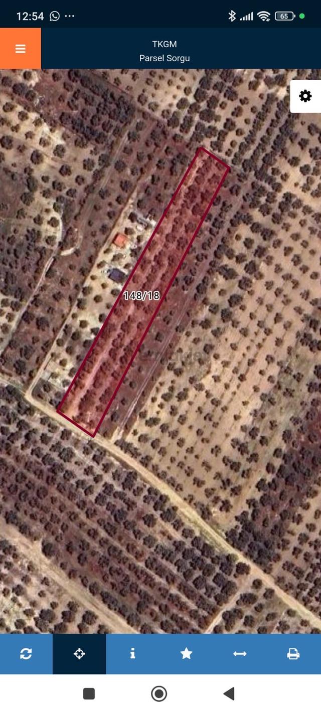 Gerenköyde Kadast. Yola Cepheli 70-80 Ağaçlı Satılık Zeytinli Tarla 4