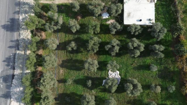 İzmir Tire Hisarlık Mah. Satılık Fırsat Zeytin Ve Meyve Bahçesi ! 3